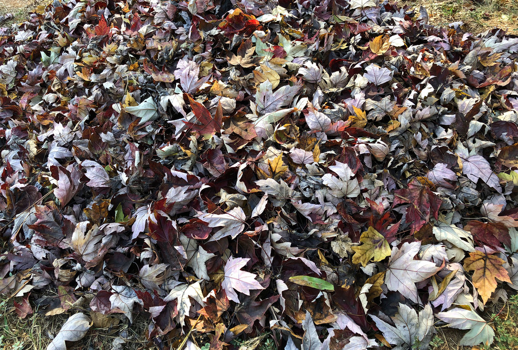 Pile of Leaves by homeschoolmom
