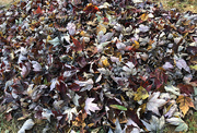 1st Oct 2019 - Pile of Leaves