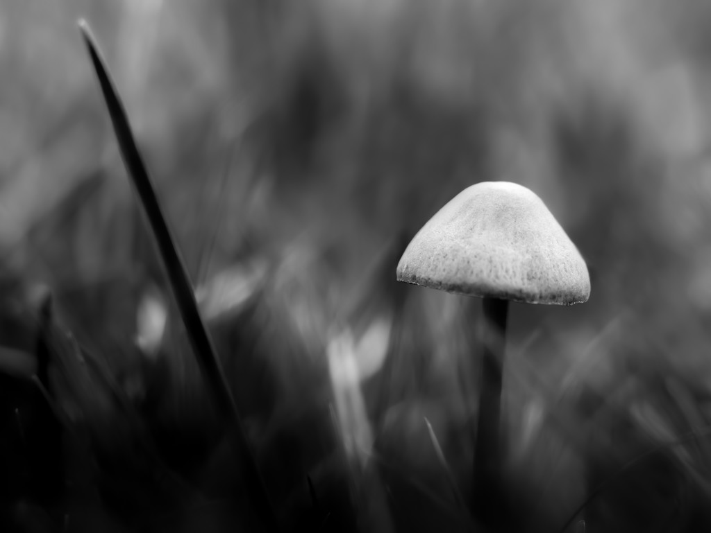 another shroom by northy