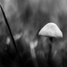 another shroom by northy