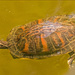 Turtle Coming up for a Pose! by rickster549