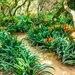 The Clivia walk at Babylonstoren by ludwigsdiana