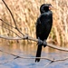 Cormorant in waiting by ludwigsdiana