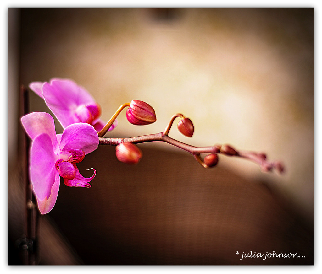 Moth Orchid by julzmaioro