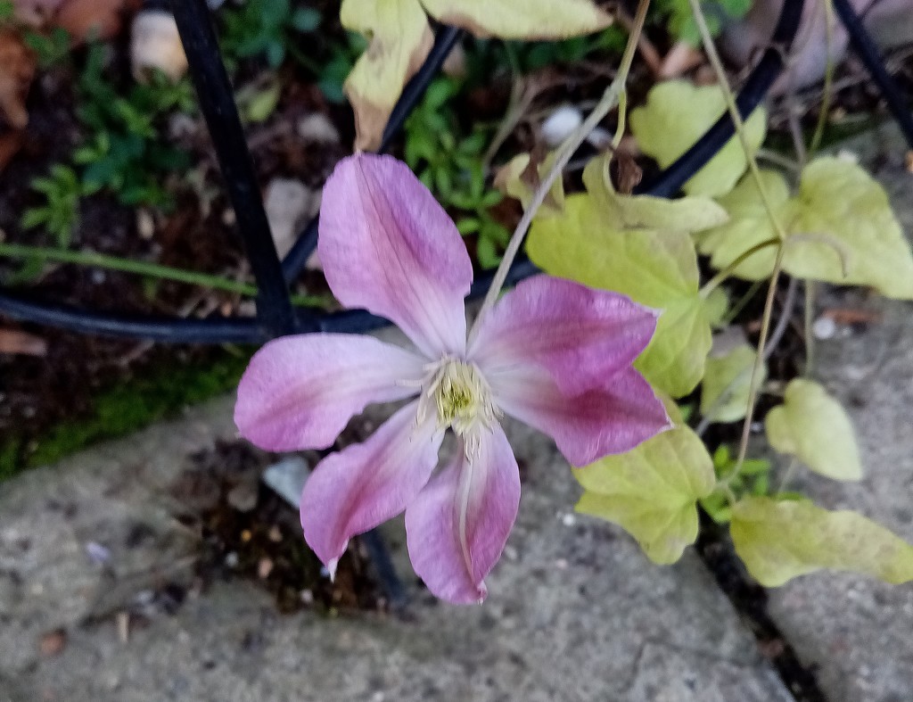 Clematis by g3xbm
