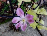 5th Oct 2019 - Clematis