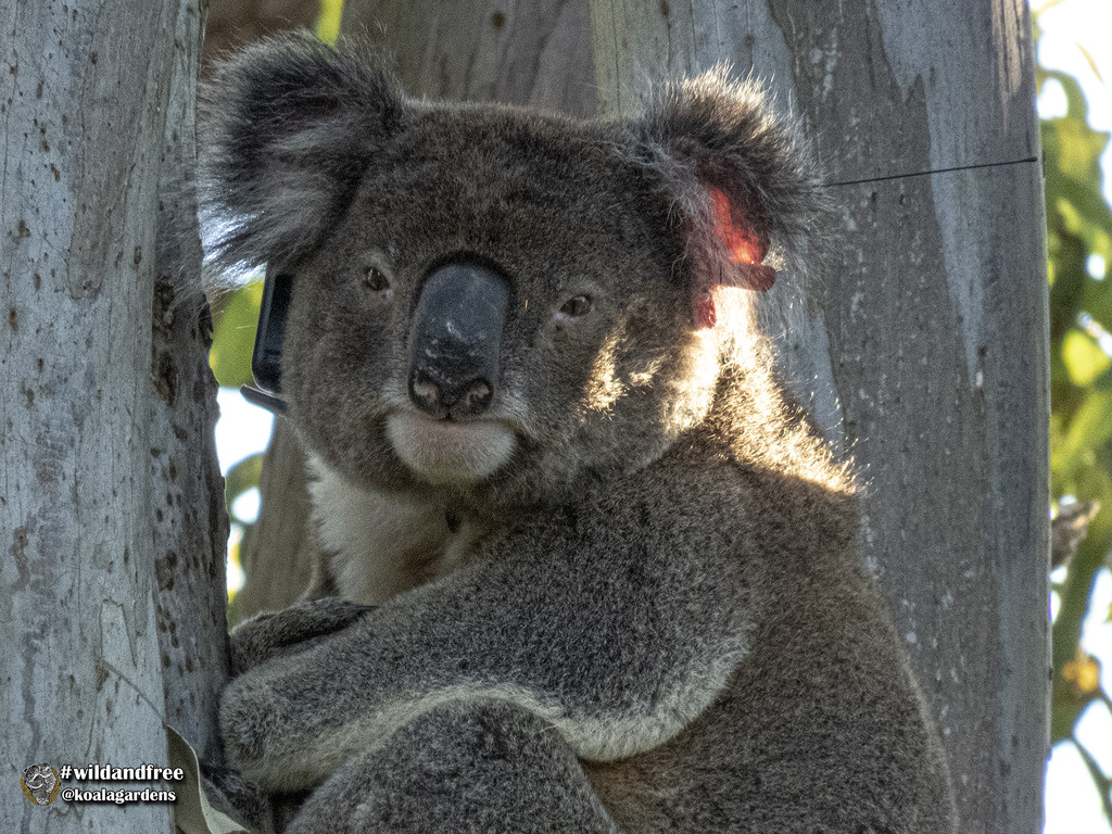honing in on Jordan by koalagardens