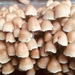 Mushrooms  by hannahbeth