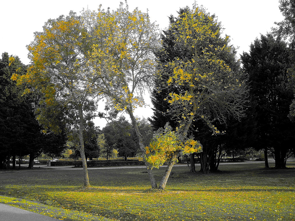 The yellow trees by etienne