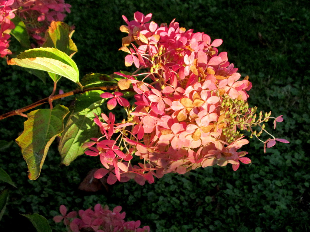 Hydrangea blossoms in the evening light  by bruni