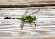 5th Oct 2019 - Boardwalk dragonfly