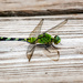 Boardwalk dragonfly by photographycrazy