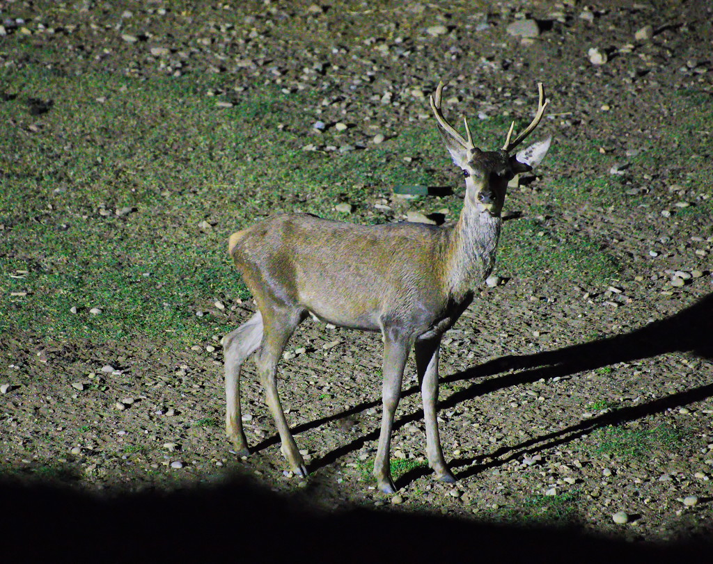 Deer by petaqui