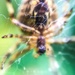 Spider by imnorman