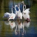  Flamingo reflections by judithdeacon