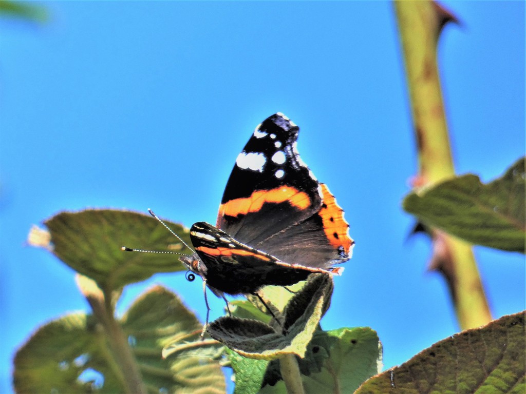 Red Admiral  by julienne1