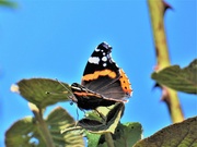 5th Oct 2019 - Red Admiral 