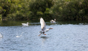 17th Jun 2019 - Goose taking off after being chased