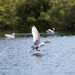 Goose taking off after being chased by creative_shots