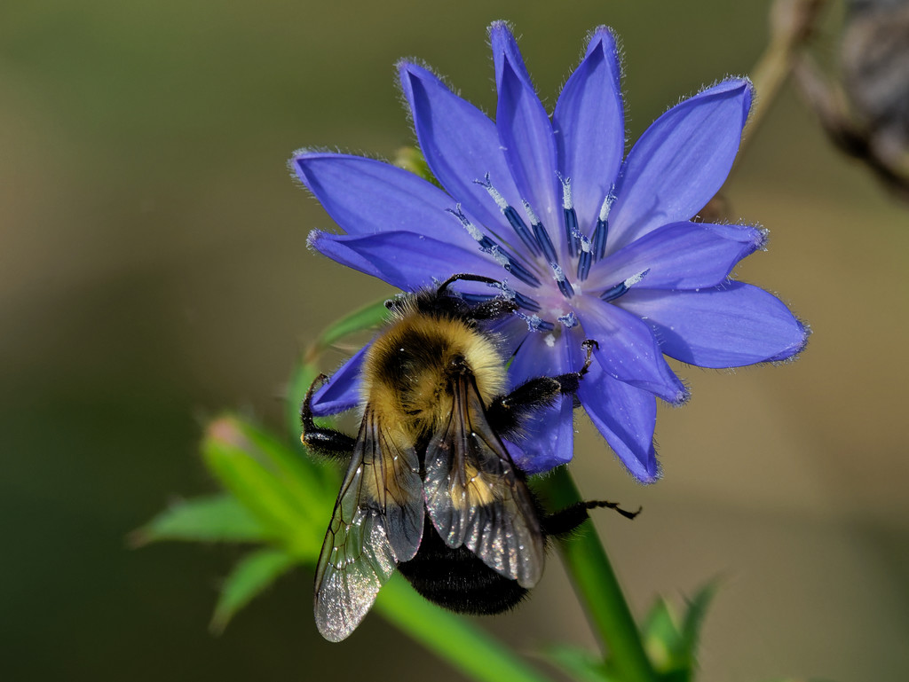 chicory and bumblebee by rminer