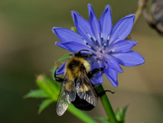 5th Oct 2019 - chicory and bumblebee