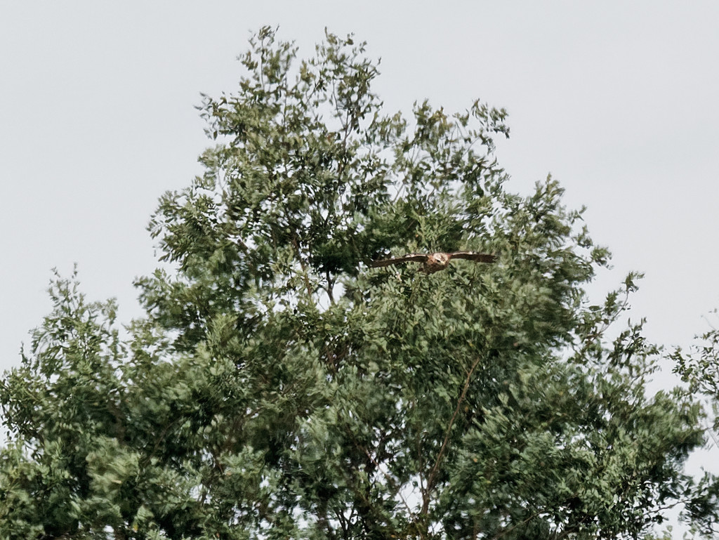 red tailed hawk flying out of the tree by rminer