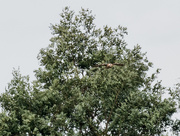 5th Oct 2019 - red tailed hawk flying out of the tree