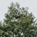 red tailed hawk flying out of the tree by rminer