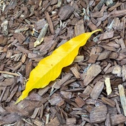 5th Oct 2019 - First fallen leaf