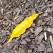First fallen leaf by shutterbug49