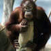 Orangutan Portrait by randy23