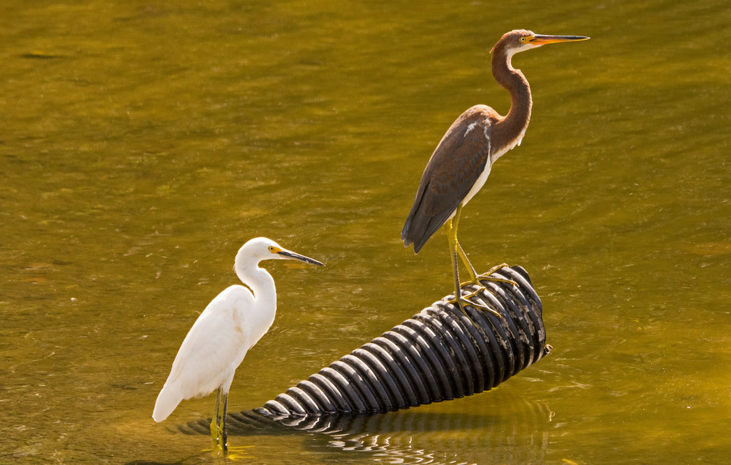 Snowy Egret  and Tricolored Heron! by rickster549