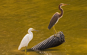 5th Oct 2019 - Snowy Egret  and Tricolored Heron!