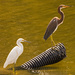 Snowy Egret  and Tricolored Heron! by rickster549