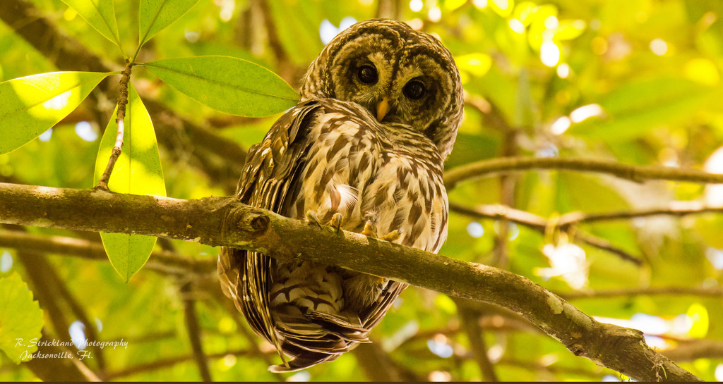 Barred Owl Giving Me the Eye! by rickster549