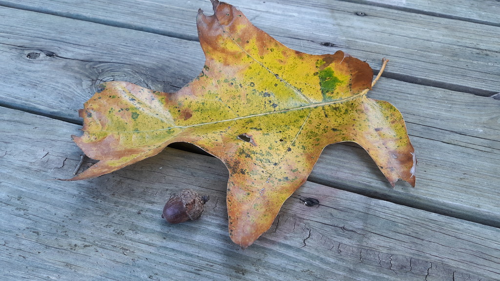 Fall Leaf by julie