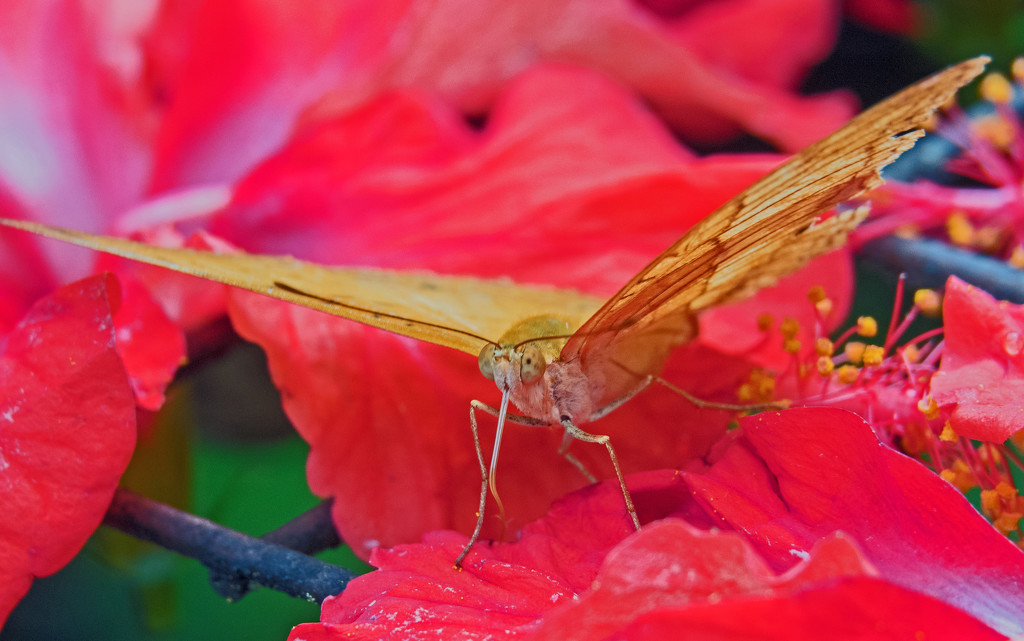 Butterfly on Hibiscus by ianjb21