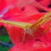 Butterfly on Hibiscus by ianjb21