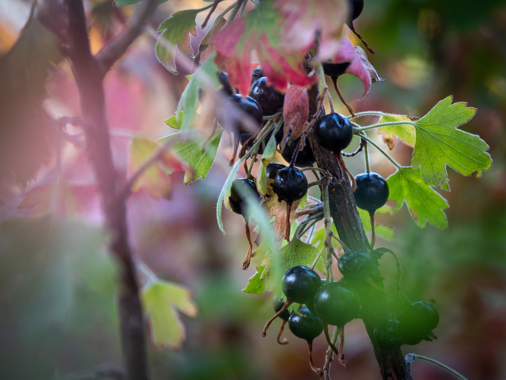 Clove Currants Fall Color by khrunner