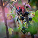Clove Currants Fall Color by khrunner