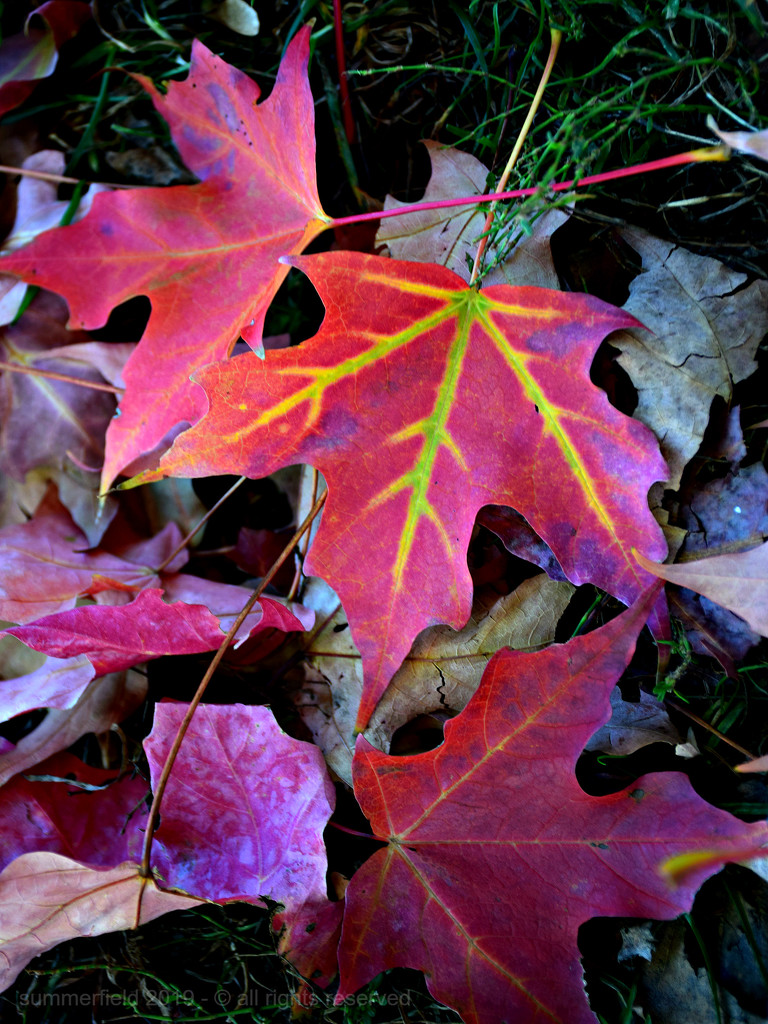 the fallen leaves by summerfield