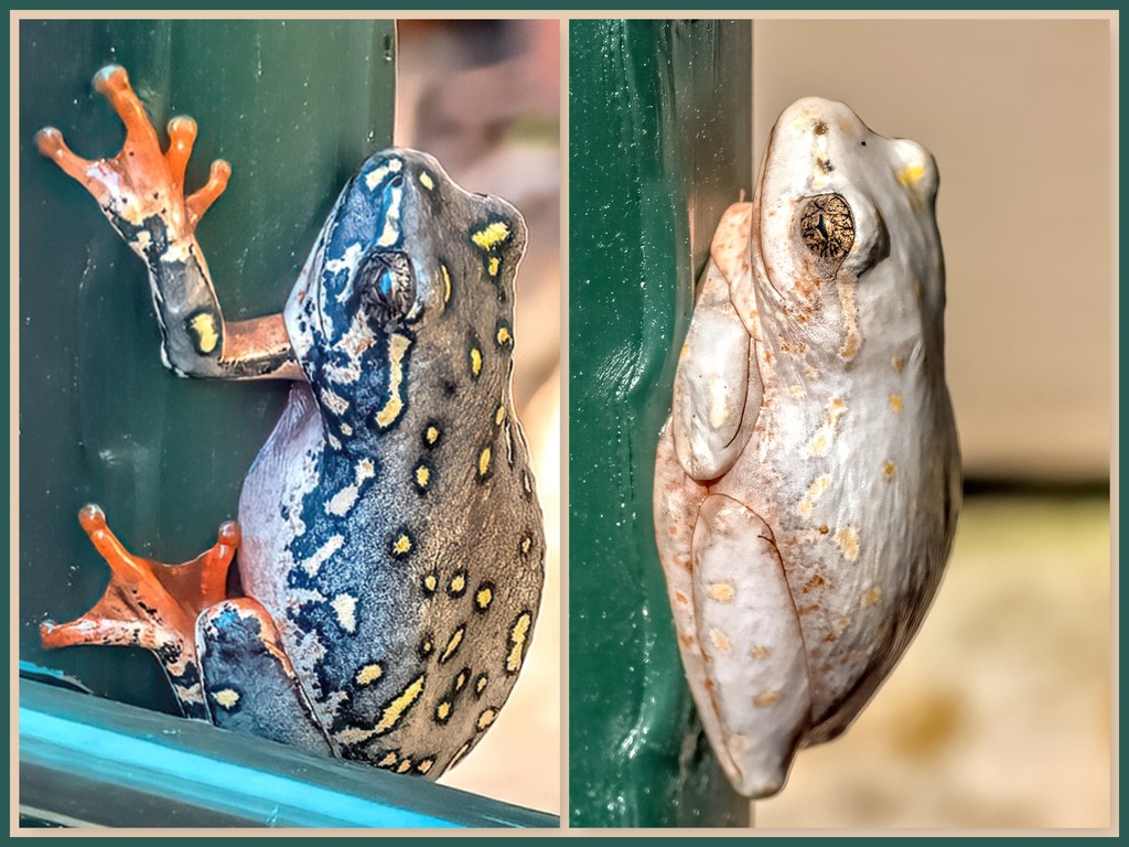 Reed Frog before and after. by ludwigsdiana