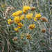 Rubber rabbitbrush by lindasees