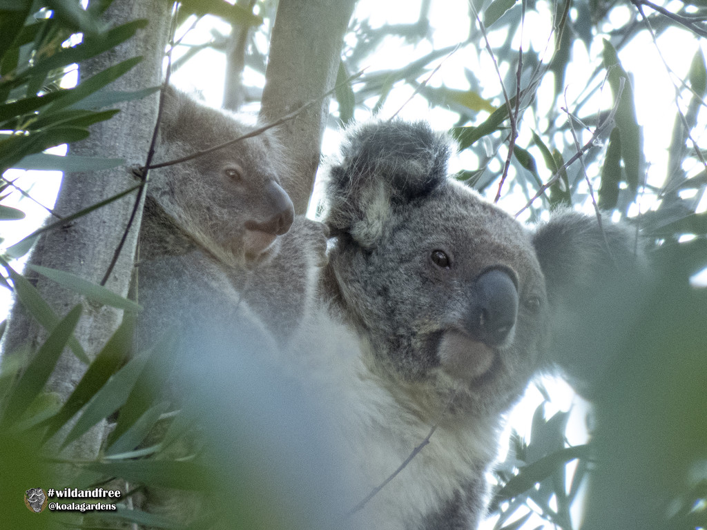 Nestled in by koalagardens
