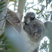 Nestled in by koalagardens