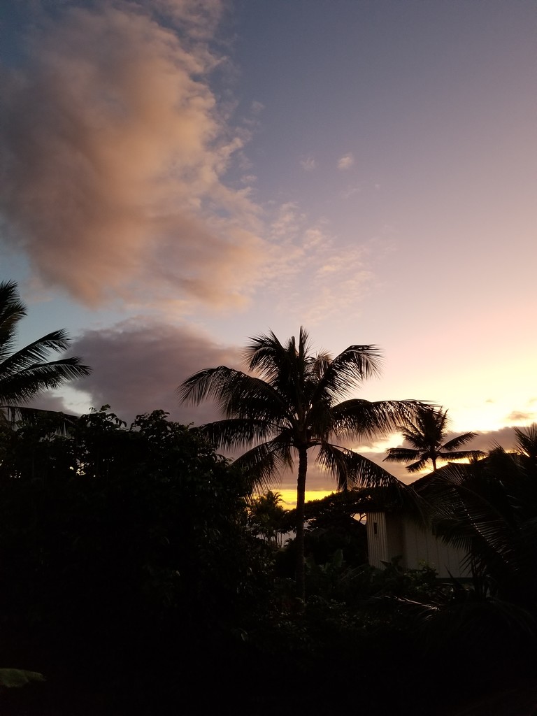 Palm Trees at Sunset by kimmer50