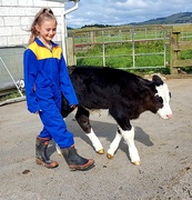 6th Oct 2019 -  Abby and the  Super Calf.