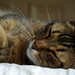 Tired cat by parisouailleurs