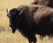6th Oct 2019 - Where the buffalo roam