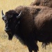 Where the buffalo roam by bigdad